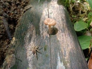 a spider with mushroom on the dead wood