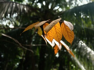 brown dried leaves hanging with branch
