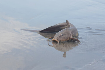 An eel-tailed catfish stranded in the sea waters uplift. This fish, which has a stinging fin, has...