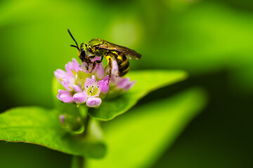 Wasp on a flower
