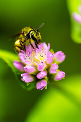 Wasp on a flower