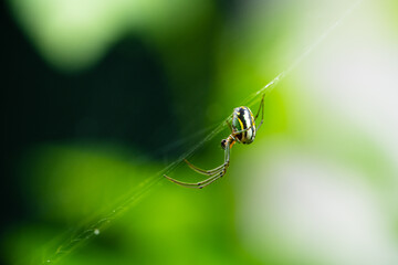 spider on a web
