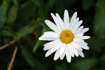 Obraz premium white daisy flower