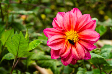 Dahlia flower with a bee