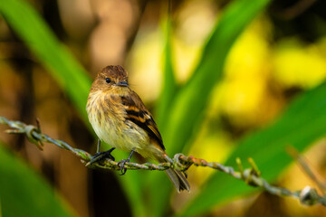 Flycatcher