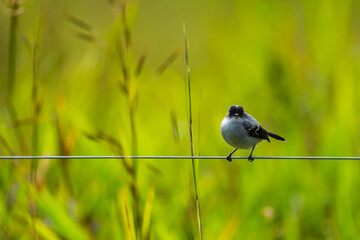 bird on a wire