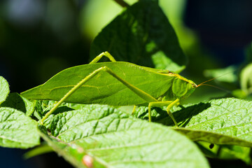 grasshopper on a leaf