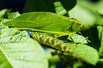 grasshopper on a leaf
