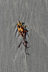 Orange Seaweed in the Sand