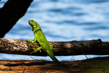 green iguana on a branch