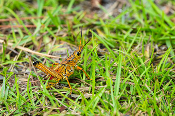grasshopper on the grass