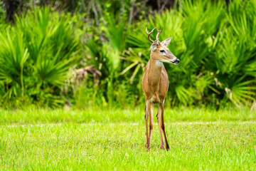 Deer in the woods