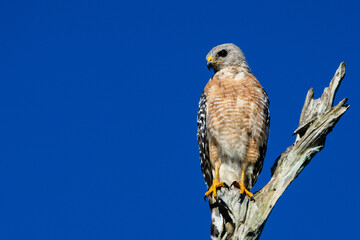 Hawk