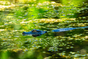Alligator