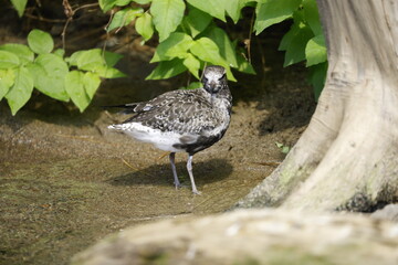 bird staring at camera