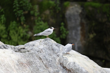 black headed gull