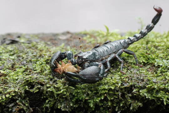 An Asian forest scorpion prepares to prey on a mole cricket on a rock overgrown with moss. This stinging animal has the scientific name Heterometrus spinifer.