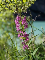 flowers in the garden