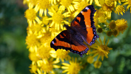 Schwarz-Orange-Schmetterling