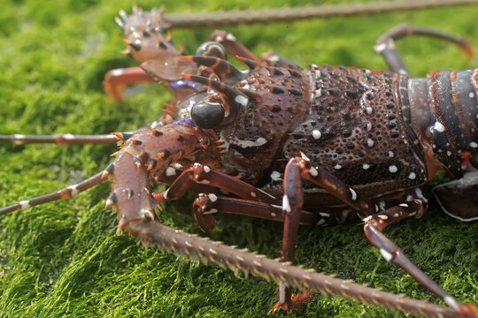 A long-legged spiny lobster looking for food in shallow sea water where there is a lot of algae growing. This marine animal with high economic value has the scientific name Panulirus longipes.