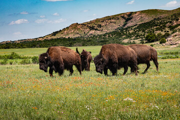 Buffalo Bison grazing in a meadow with the Wichita mountains in the background © ANGIE