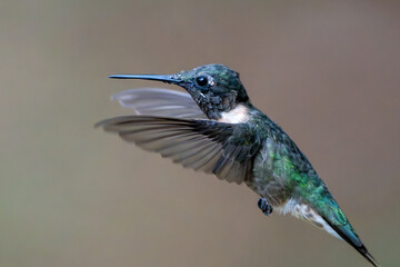 Flying male Ruby Throated Hummingbird.