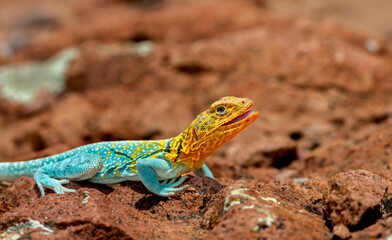 yellow headed lizard sunning on rocks 