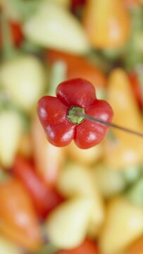 Vertical video. A red mini spicy pepper of The Star of Turkey variety rotates against the backdrop of assorted chili peppers.