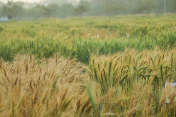 Golden ears of wheat on the field.
