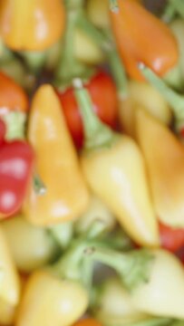 Vertical video. As the red mini spicy pepper of The Star of Turkey variety rotates against the backdrop of assorted chili peppers, an imitation of falling motion and focusing on the background is appl