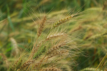 Golden ears of wheat on the field.