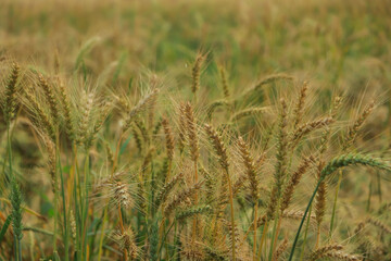 green wheat field and sunny day