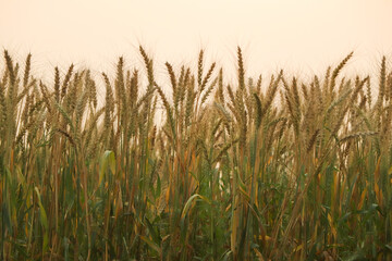 golden wheat field and sunny day