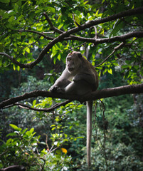 macaque in tree Bali