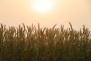 Wheat field. Ears of golden wheat close up. Beautiful Rural Scenery under Shining Sunlight and blue sky. Background of ripening ears of meadow wheat field.