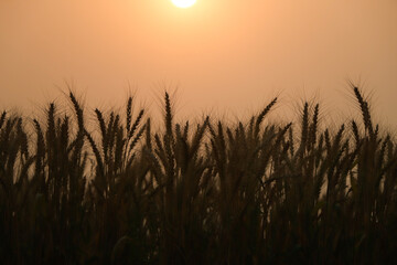 Wheat field. Ears of golden wheat close up. Beautiful Rural Scenery under Shining Sunlight and blue sky. Background of ripening ears of meadow wheat field.