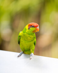 Iris Lorikeet