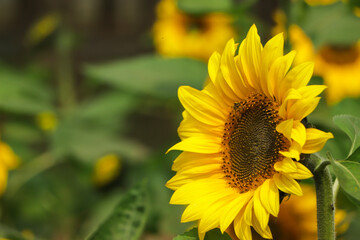 Yellow sunflowers. Field of sunflowers, rural landscape.
