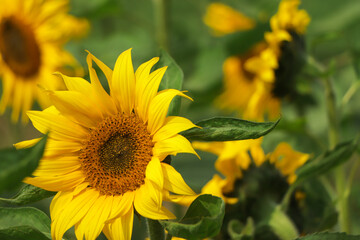 Sunflower field Sunflower natural background. Sunflower blooming