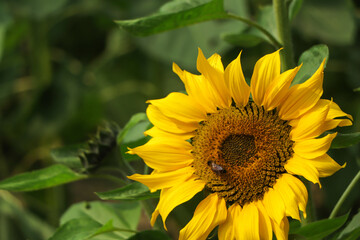 Sun flower blooming in garden