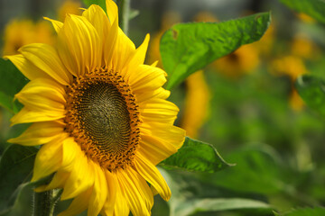 sunflower with copy space in garden