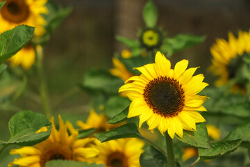 Fototapeta premium Sunflower on blurred sunny nature background. Horizontal agriculture summer banner with sunflowers field. Organic food production. Harvest of farm product. Oilseed crop. Copy space for text