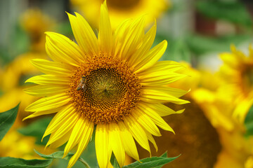 Beautiful yellow sunflower blooming in garden