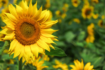 Sunflowers garden. Sunflowers have abundant health benefits. Sunflower oil improves skin health and...