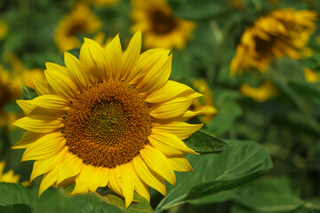 Bright sunflower with selective focus blooming in garden