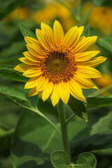 Bright yellow sunflower blooming in garden