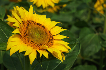 Sunflower natural background, Sunflower blooming, Sunflower oil improves skin health and promote cell regeneration,