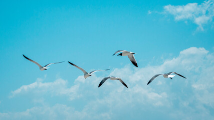 Aves