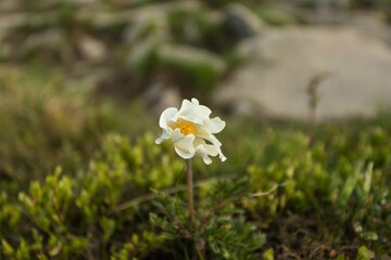 Sasanka biały kwiat na Babiej Górze