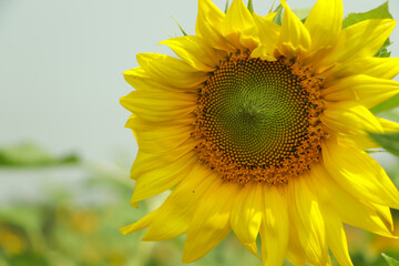 Sunflower with blue sky background